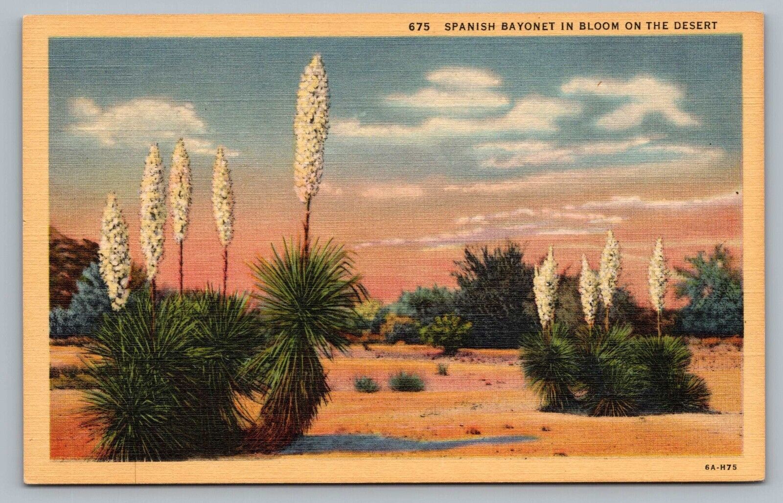 Spanish Bayonet In Bloom On The Desert Yucca Aloifolia  Flowers Postcard Vtg G8