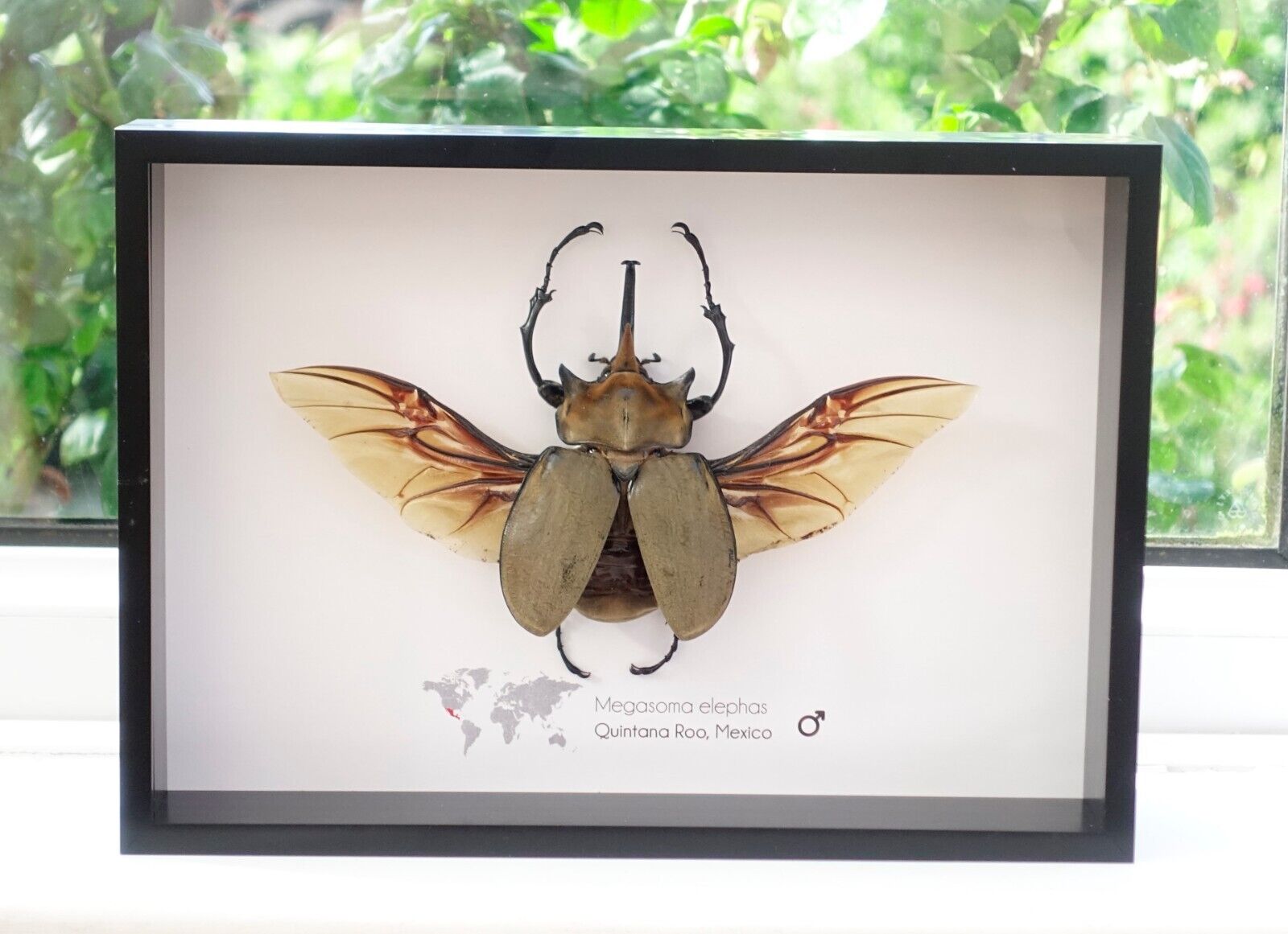 Megasoma elphas, Elephant Beetle, taxidermy beetle, frame size A4