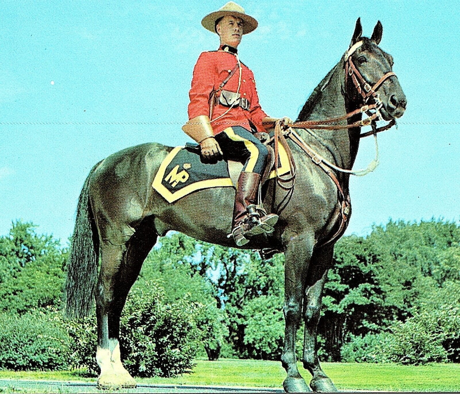 Royal Canadian Mounted Policeman Postcard Uniform Horse   pc62