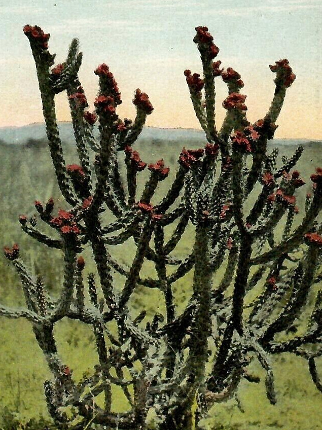 Vintage Postcard Divided Opuntia Prolifera Cactus Plant Flower California CA