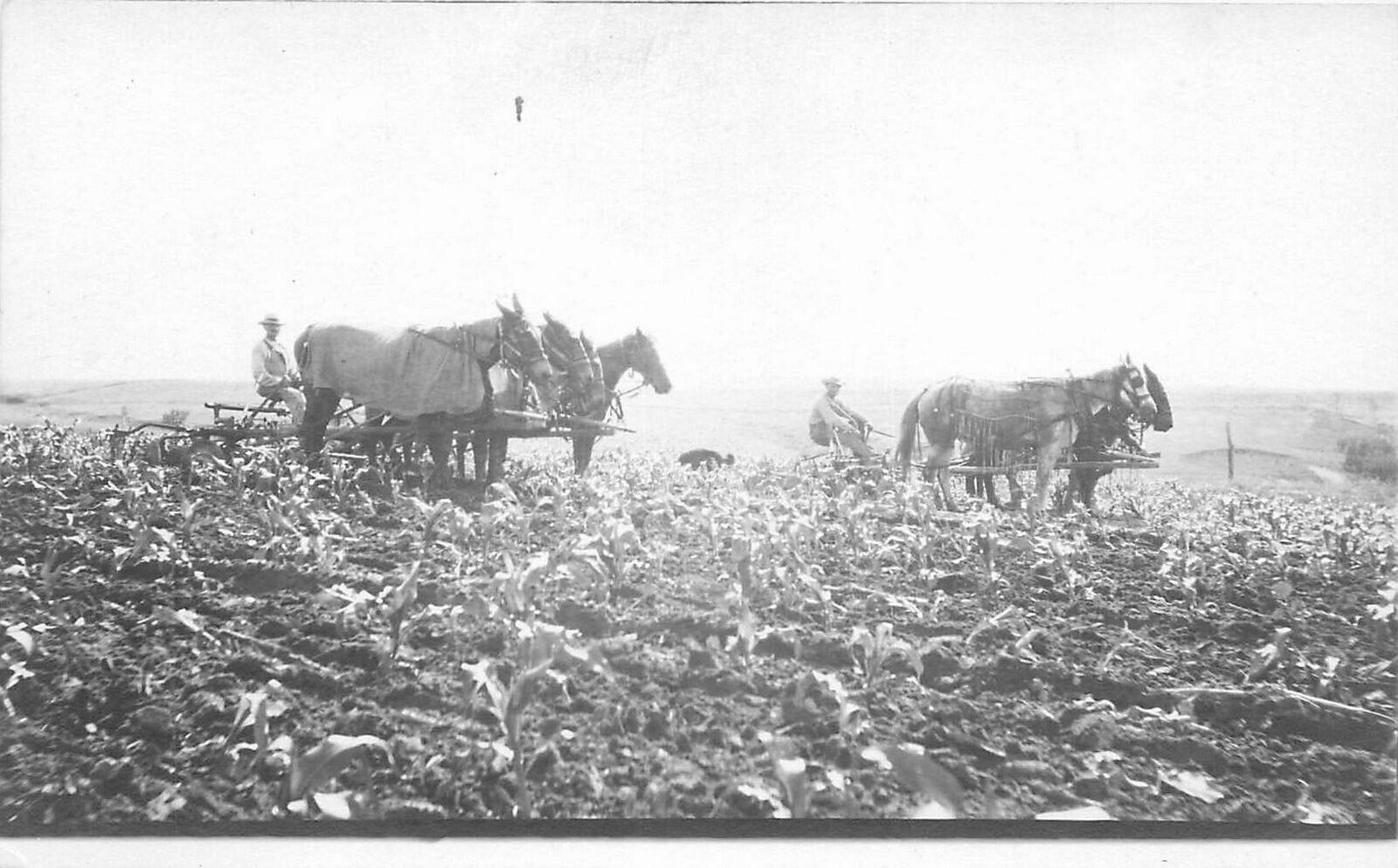 Postcard RPPC Farm Agriculture Horse plow 1920s 23-1564
