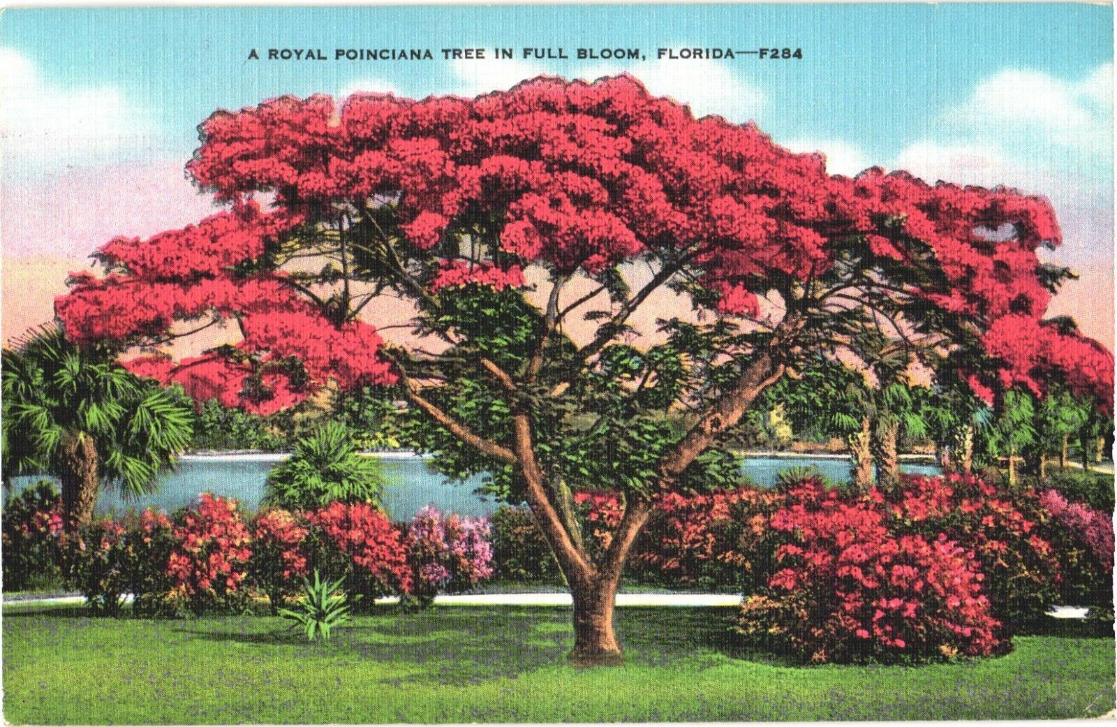 Beautiful Poinciana Tree, A Royal Poinciana Tree In Full Bloom, Florida Postcard