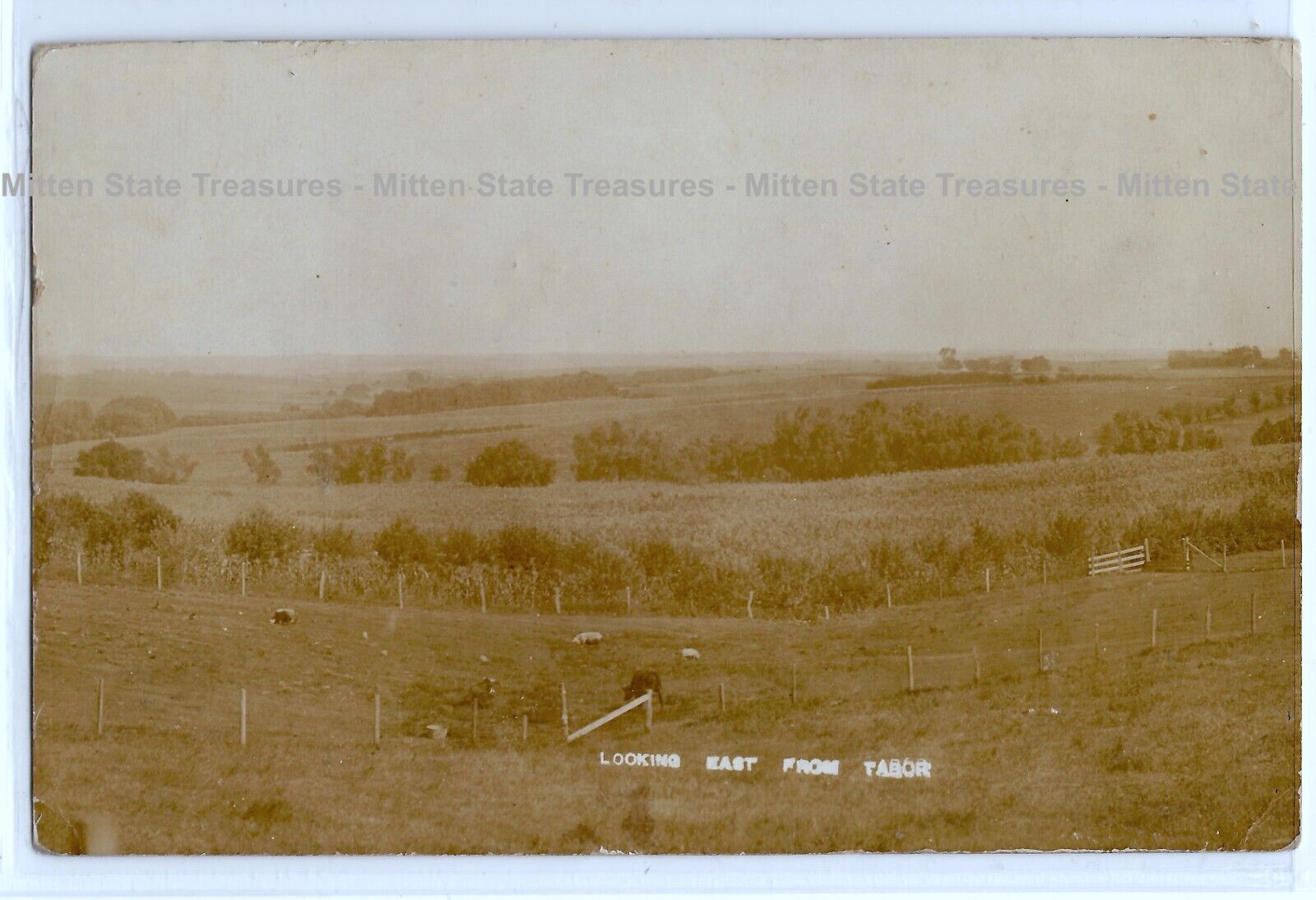 1907 corn field, farm, Tabor, Iowa; Fremont history photo postcard RPPC %