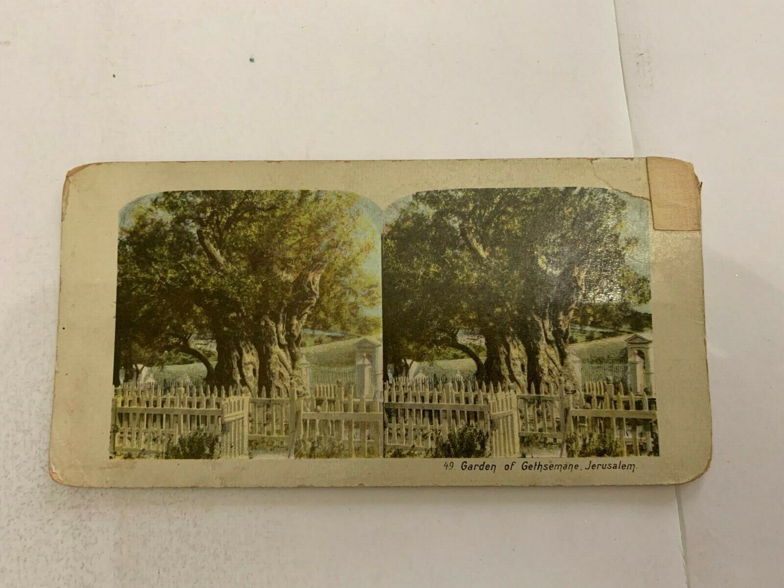 c.1910 Garden of Gethsemane Jerusalem Stereoview Card