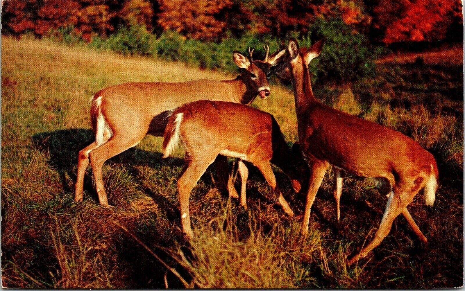 Long Point Lodge Elk Lake Ontario Canada Deer Chrome Cancel WOB Postcard