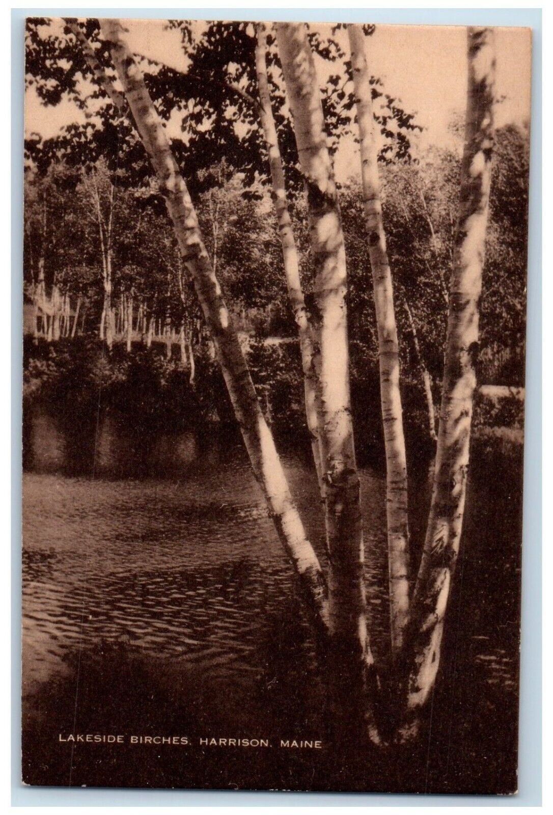1940 View Of Lakeside Birches Harrison Maine ME Unposted Vintage Postcard