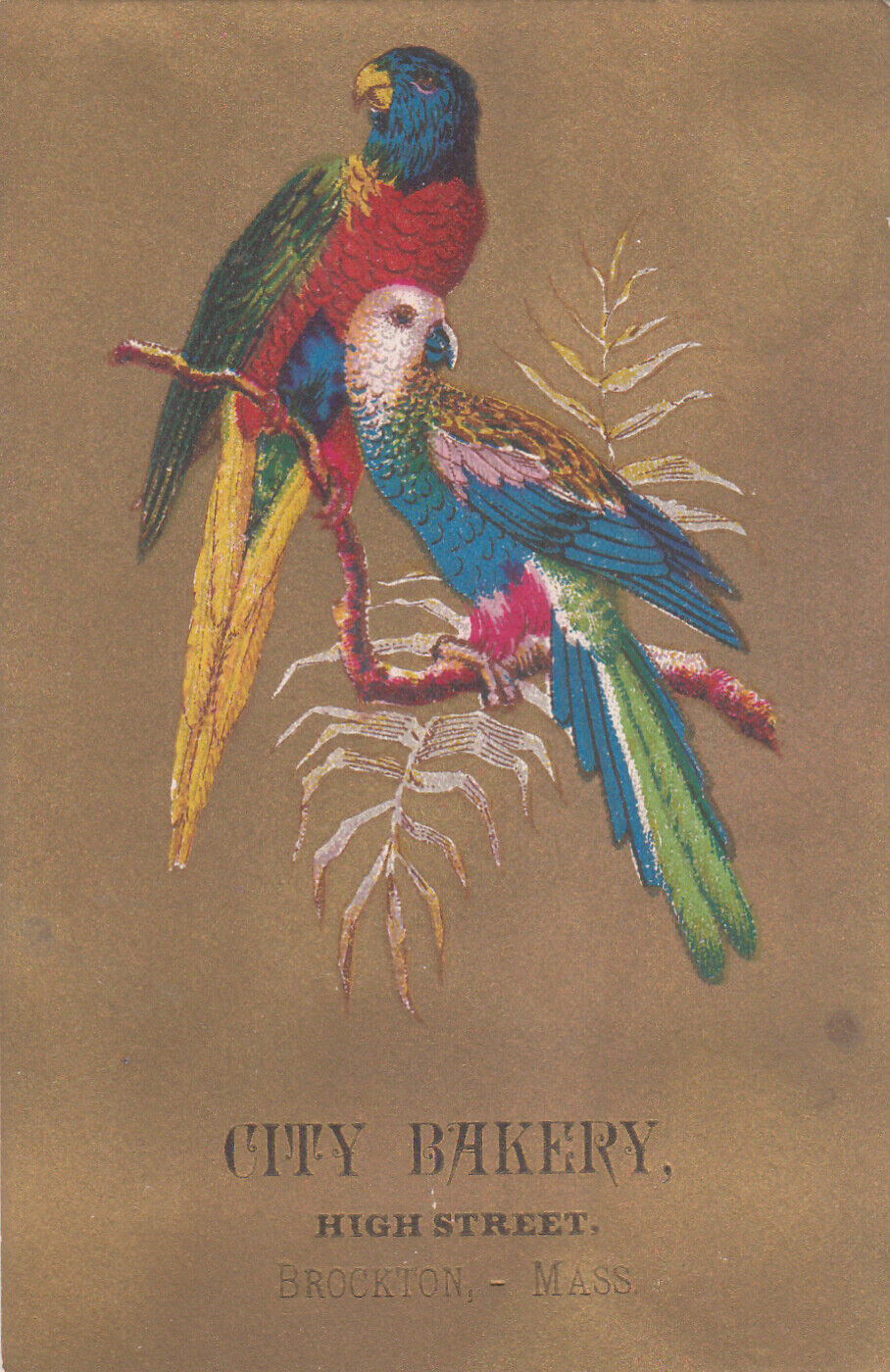City Bakery Brockton MA Colorful Parrot Birds on Branch Vict Card c1880s