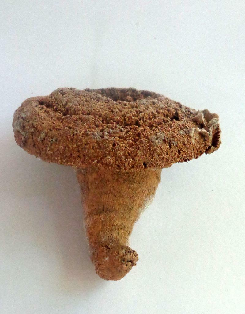 Rare Petrified Fossilized Mushroom Leesburg Lake County,Florida