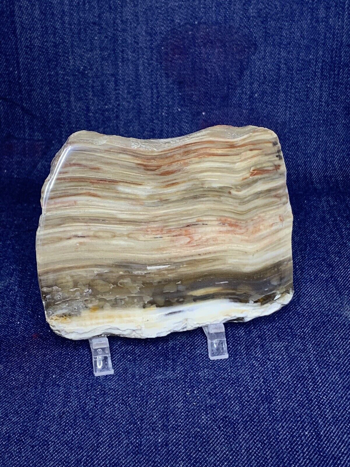 Petrified Wood, Display Piece ( Utah ) Polished
