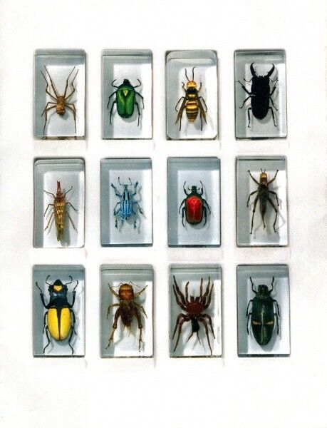 Insect collection. Unopened, vintage, real  . 23 different species of insects