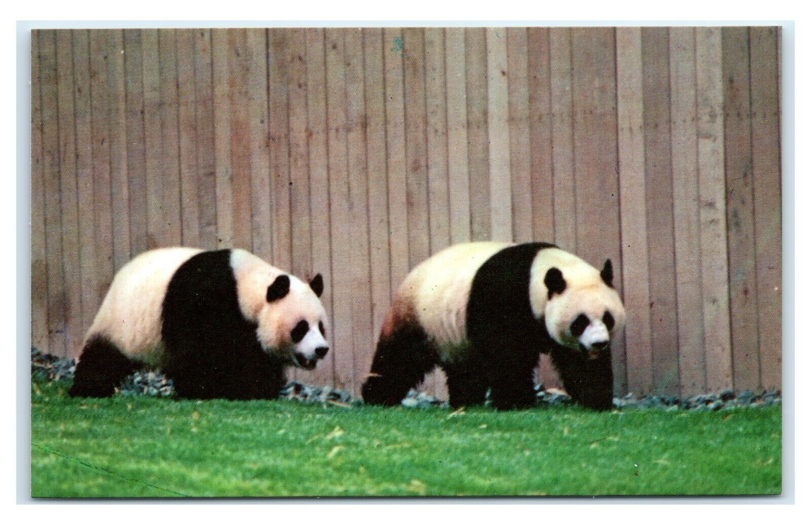Postcard National Zoological Park, Washington DC Pandas Ling Ling Hsing  E13