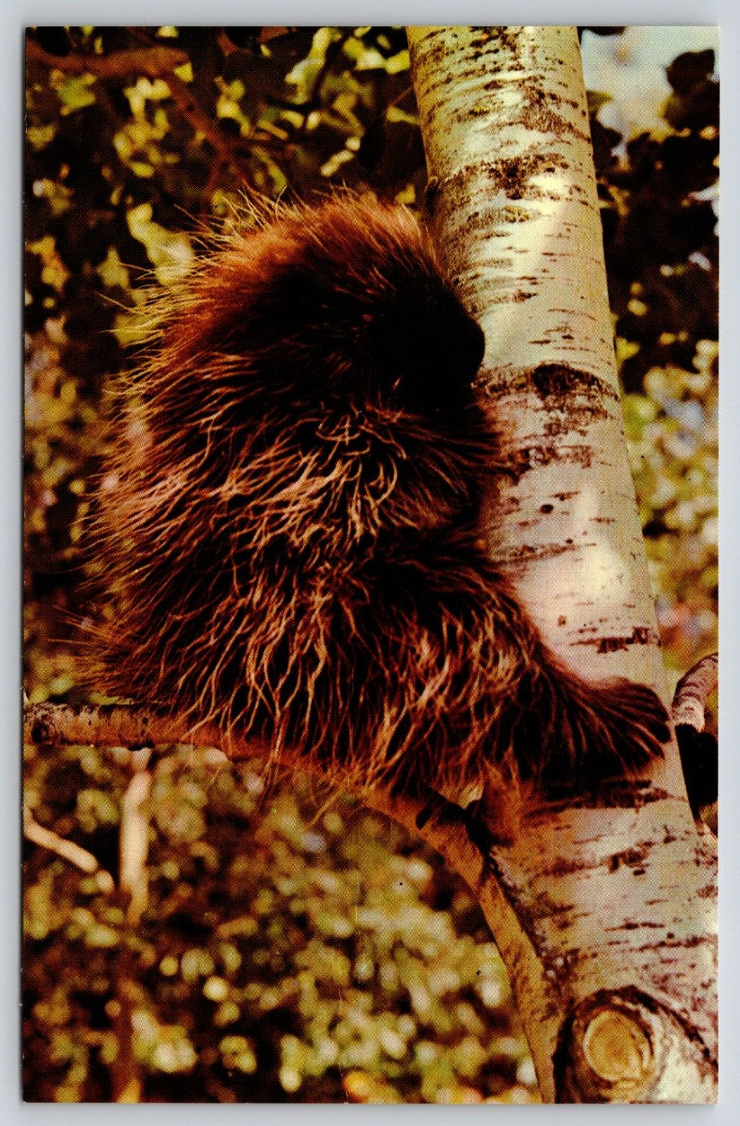 Postcard Porky The Porcupine Animal