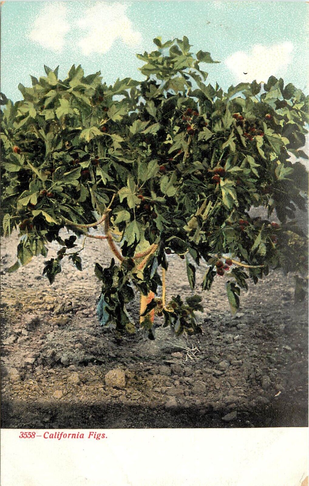 UDB Postcard: California Figs, Agriculture, Selige 3558 Unposted Nice