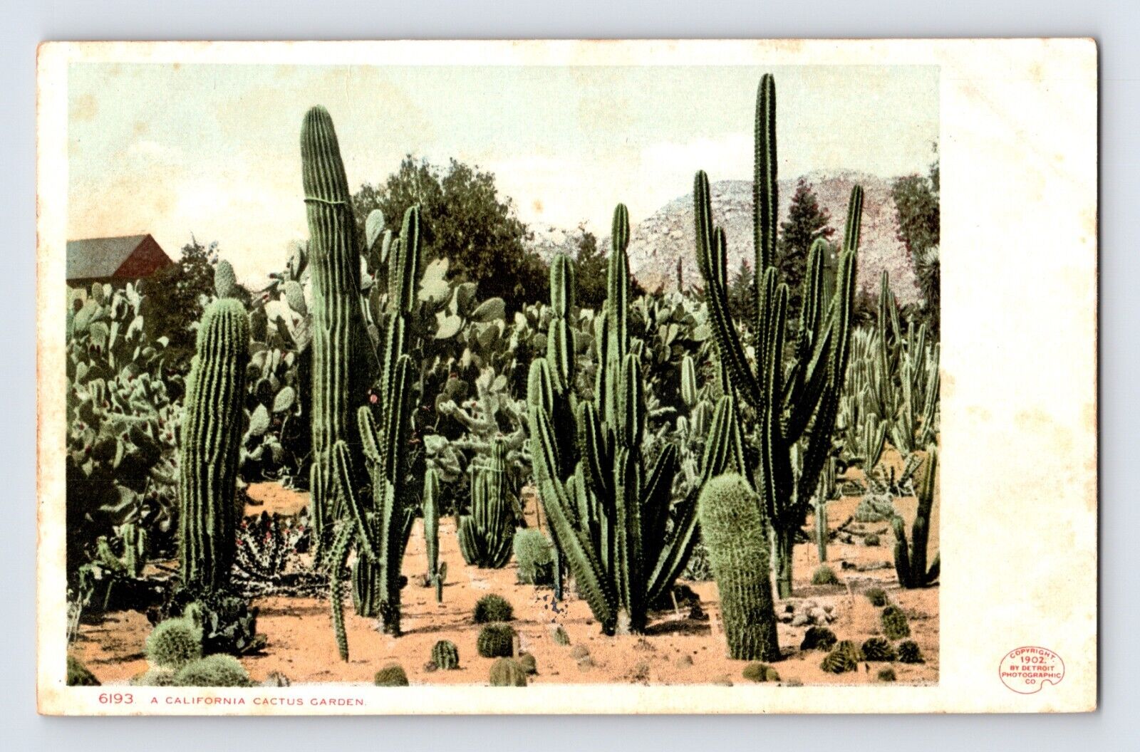 Postcard California Cactus Garden Pre-1907 Unposted u2 Back