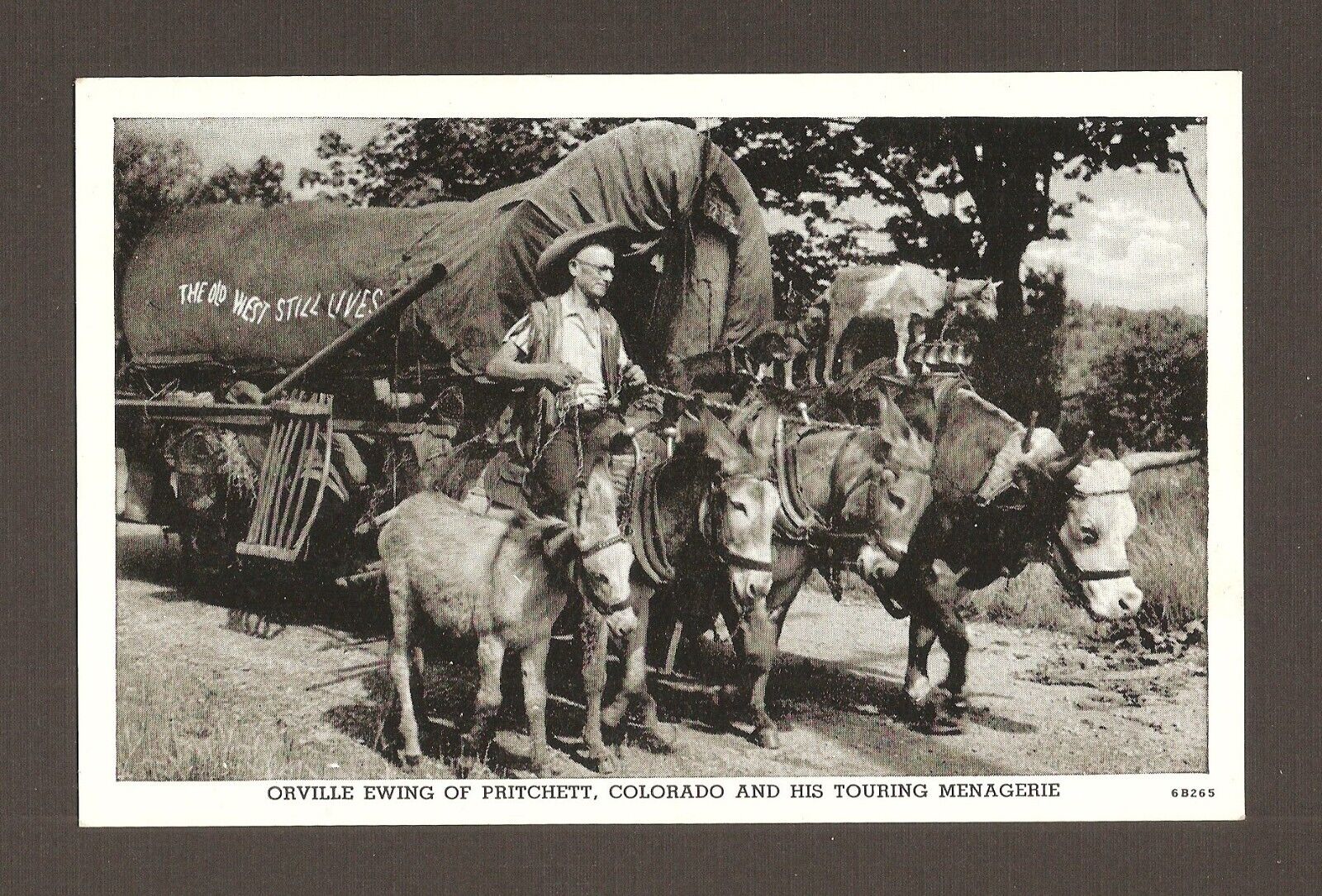 Vintage Photo Mechanical Postcard Orville Ewing Colorado Old Western Wagon Tour