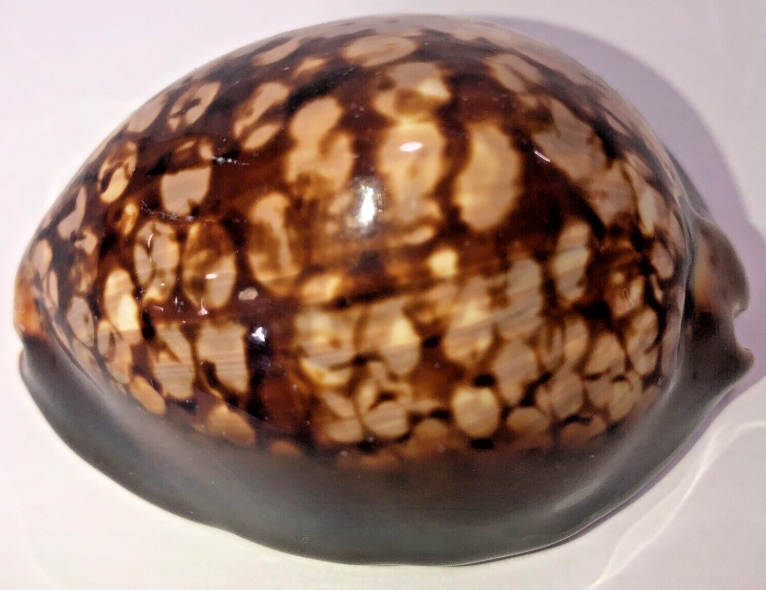RARE, Large 74.27mm Glossy Seashell From Collection, Highest Quality RARE