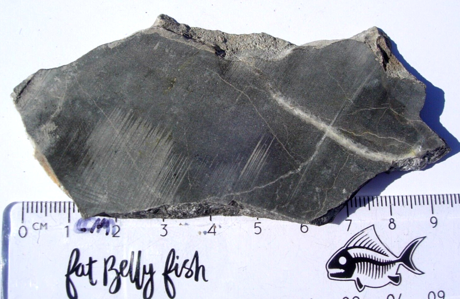 46.6 grams Alamo meteorite Impact Breccia from Nevada - nice unpolished slice