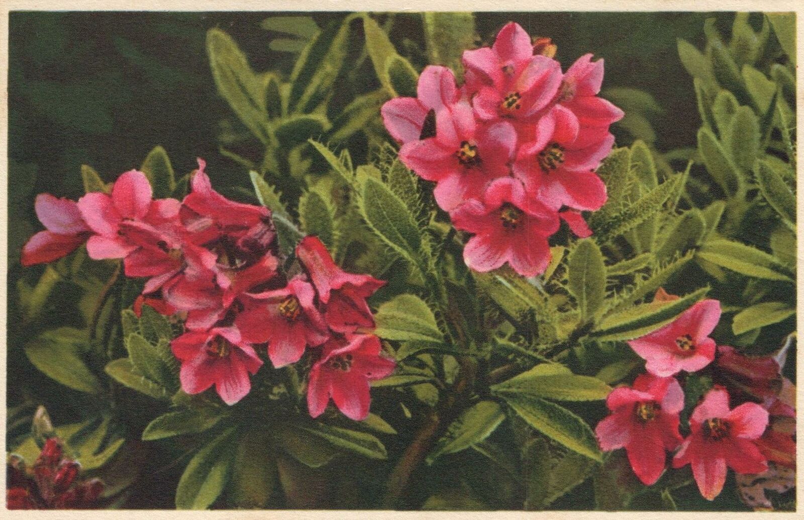 VINTAGE Photochromie-Offset GERMAN Rhododendron Ferrugineum ALPINE ROSE POSTCARD