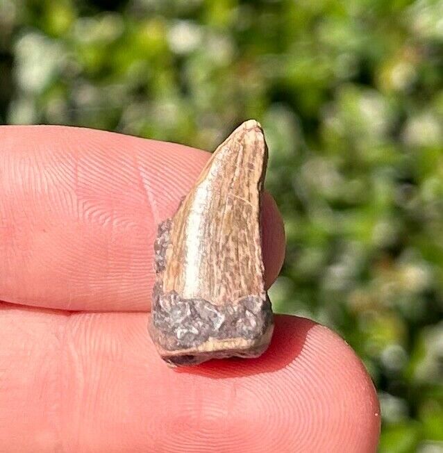 Afrovenator Dinosaur Tooth Fossil from Niger Jurassic Age Theropod Rare