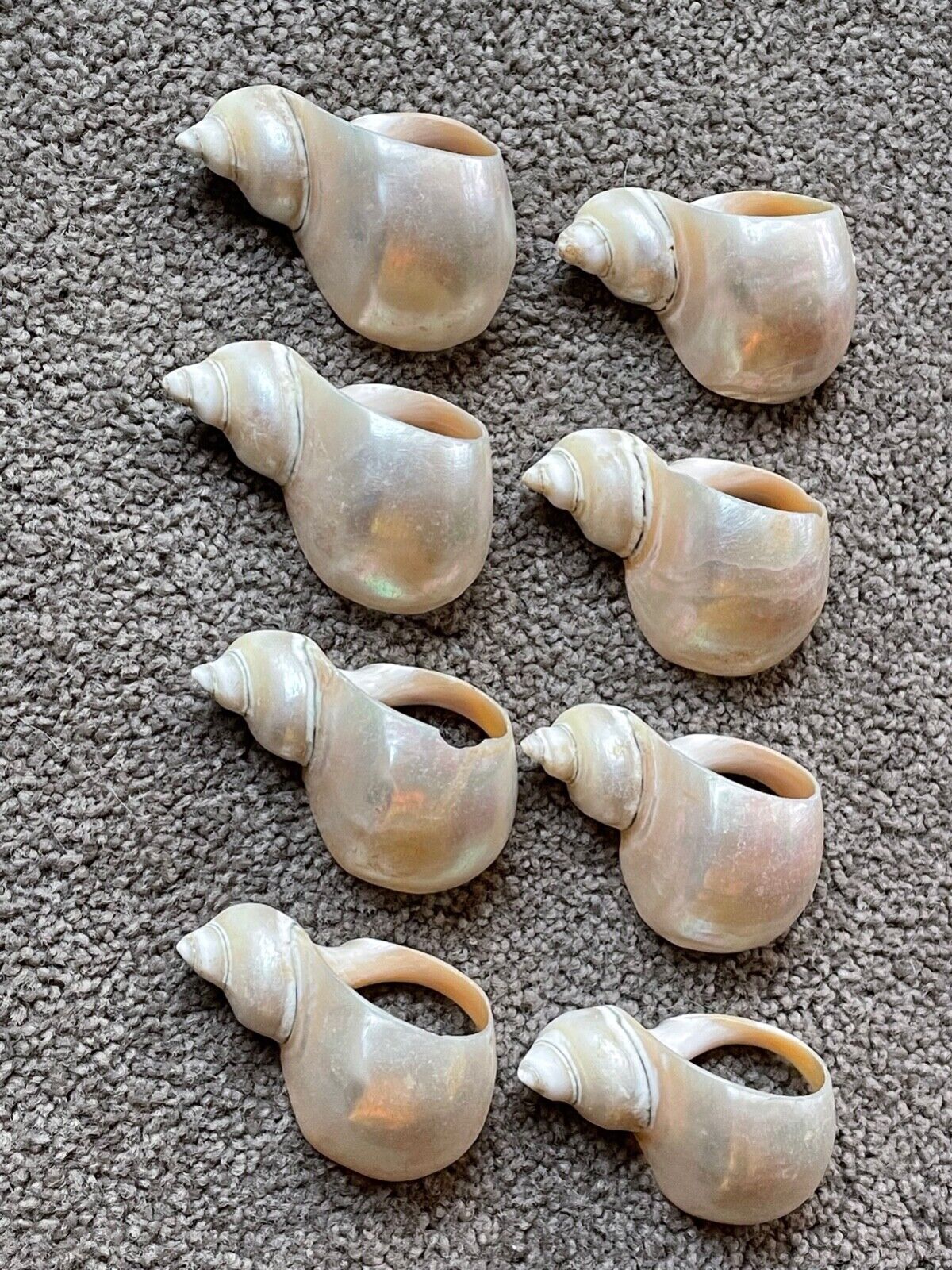 Seashell Mother of Pearl Napkin Rings Set of 8 Natural shell MCM Wedding Beach
