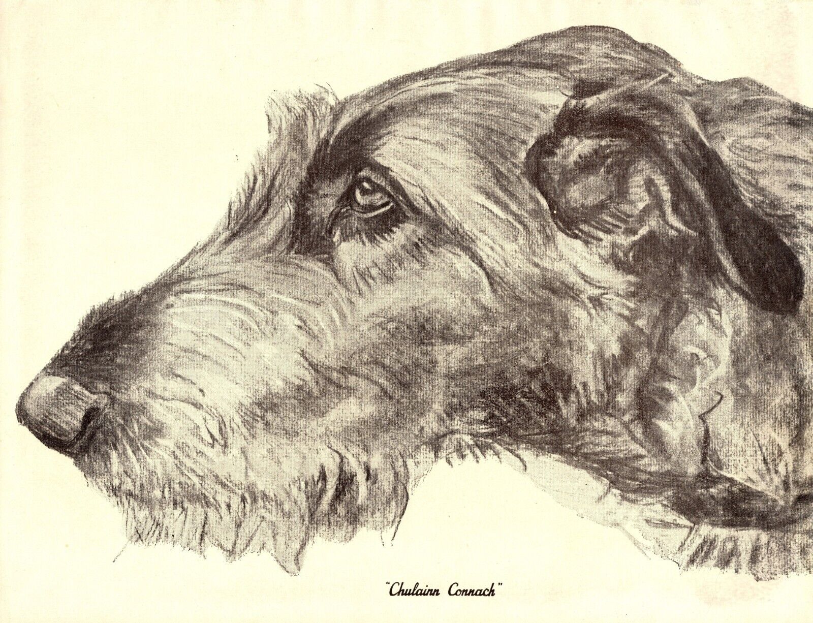 1930s Vintage Irish Wolfhound Print Irish Wolfhound Wall Art Decor 5169j