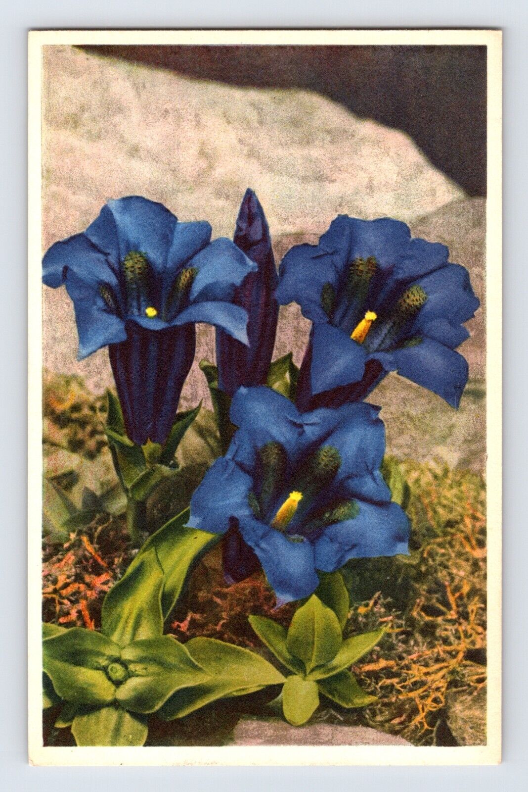 Postcard Stemless Gentian Flower Blue Thor Gyger Stehli Series 1940s Unposted