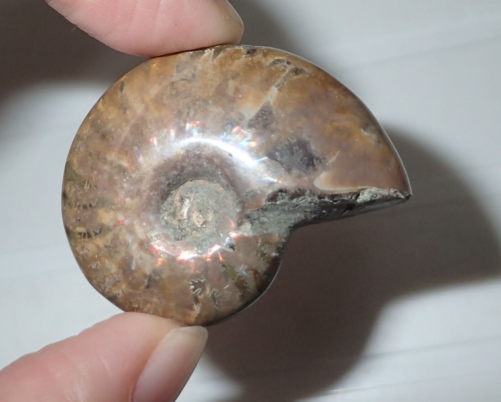 Fossil Polished Madagascar Ammonite  39x30x12 mm 22.8 gram