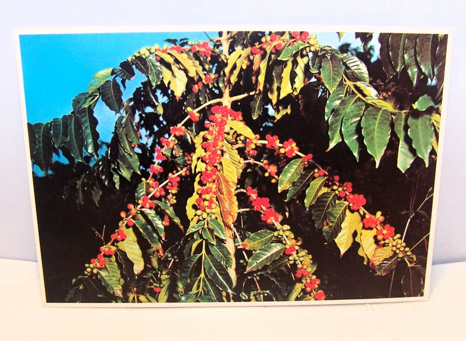 Printed Picture Coffee Beans grown in the Kona area  Royal Mini Print  B 6