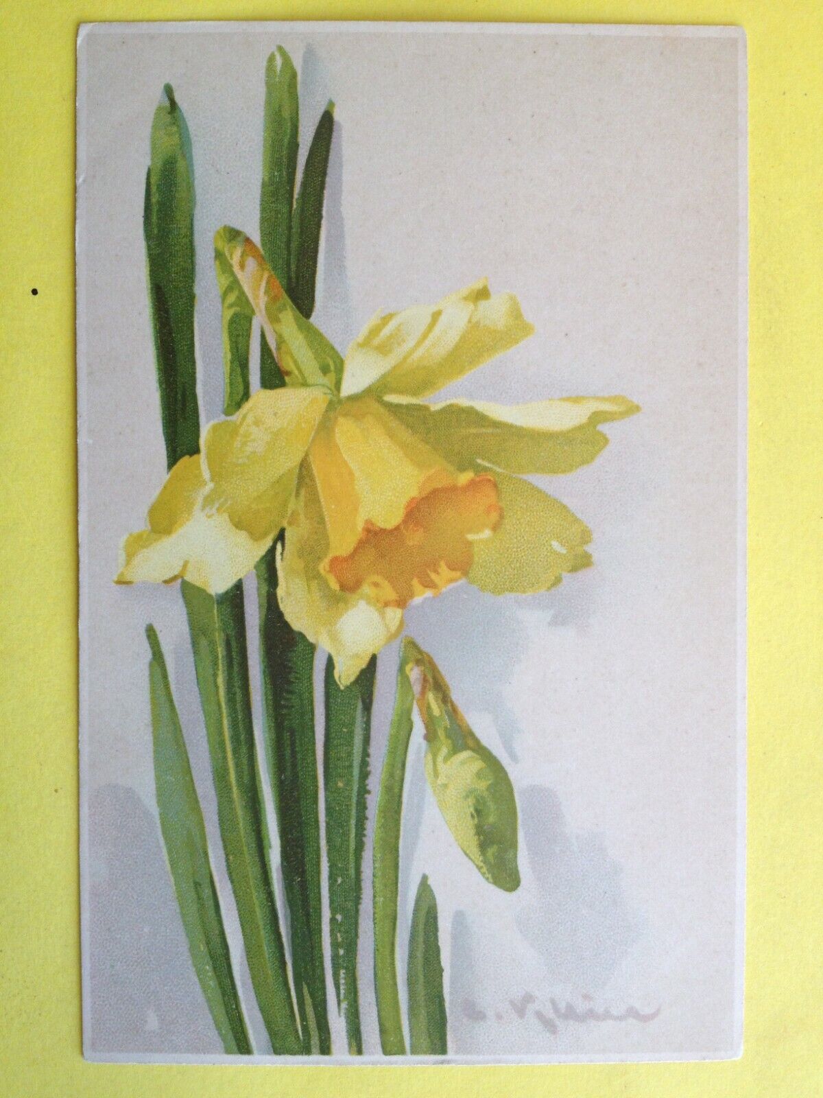 cpa Meissner & book WATERCOLOR DRAWING signed Catharina KLEIN Jonquille Daffodil