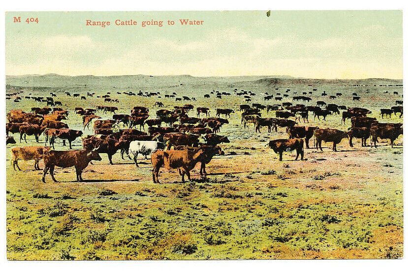“M404 - Range Cattle Going to Water\