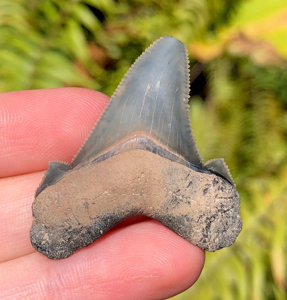 Summerville Angustidens Shark Tooth Fossil Sharks Teeth South Carolina