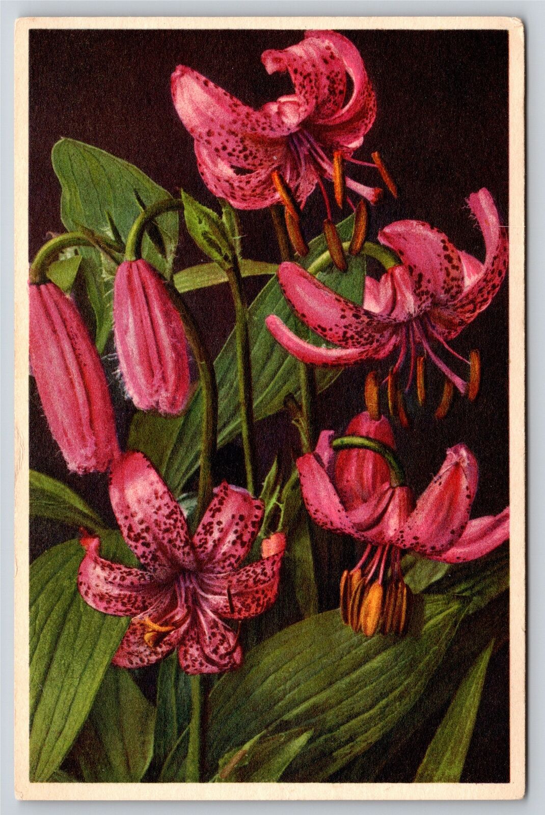 Flowers~Pink Marfagon Lilies~Vintage Postcard