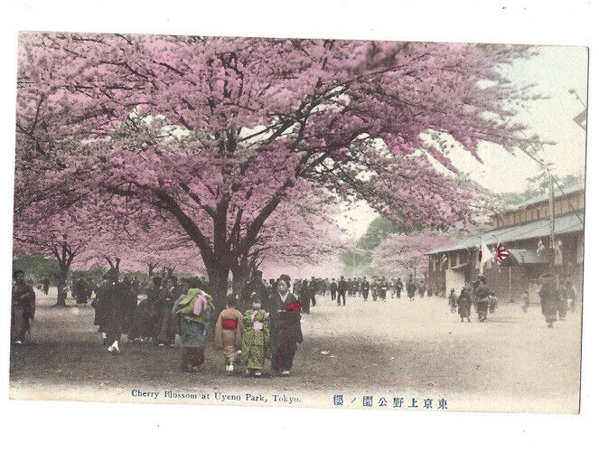 c.1910s Cherry Blossom At Uyeno Park Tokyo Japan Hand Colored Postcard UNPOSTED