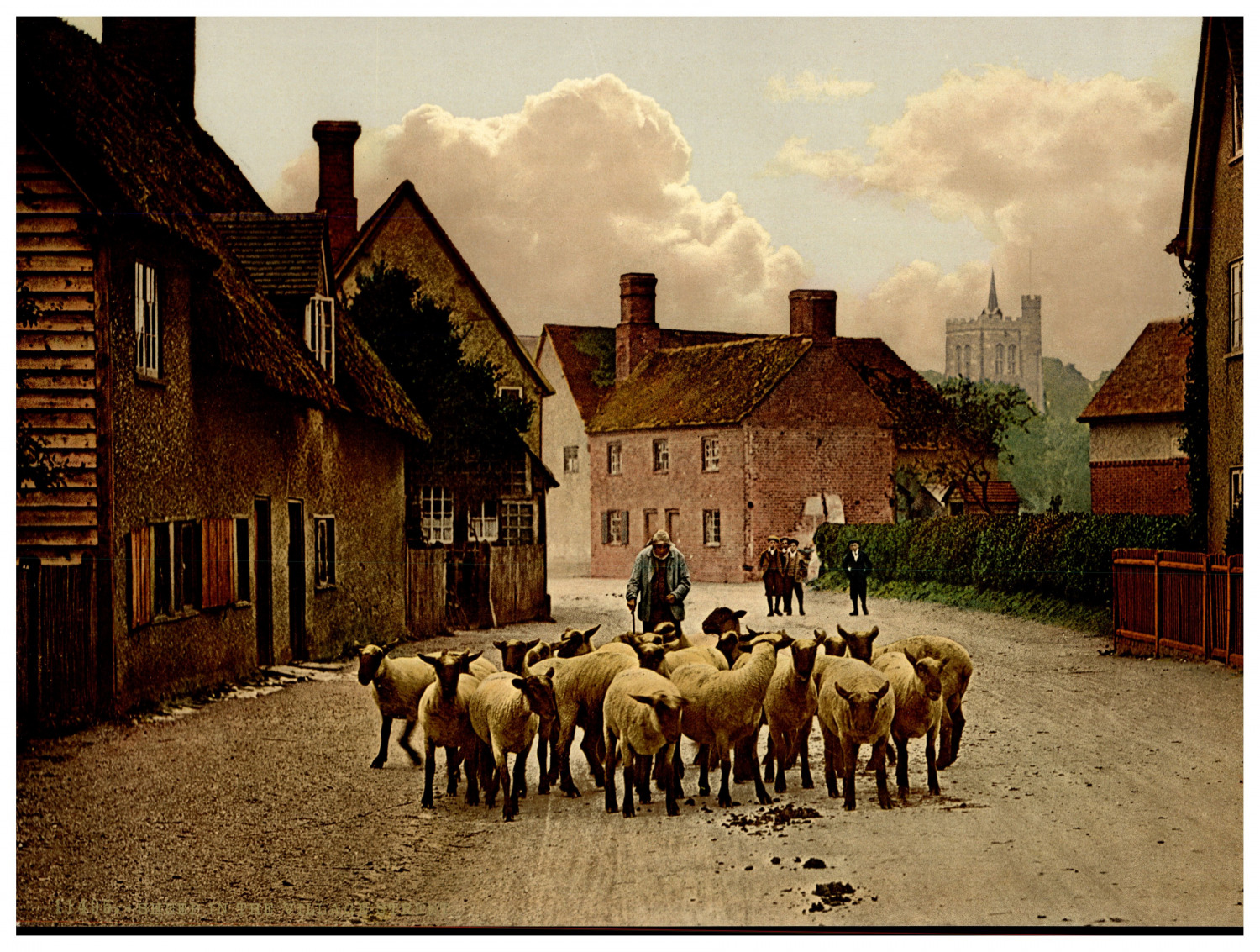 Sheep in the Village Street.  Vintage photochrome by P.Z, photochrome Zurich pho