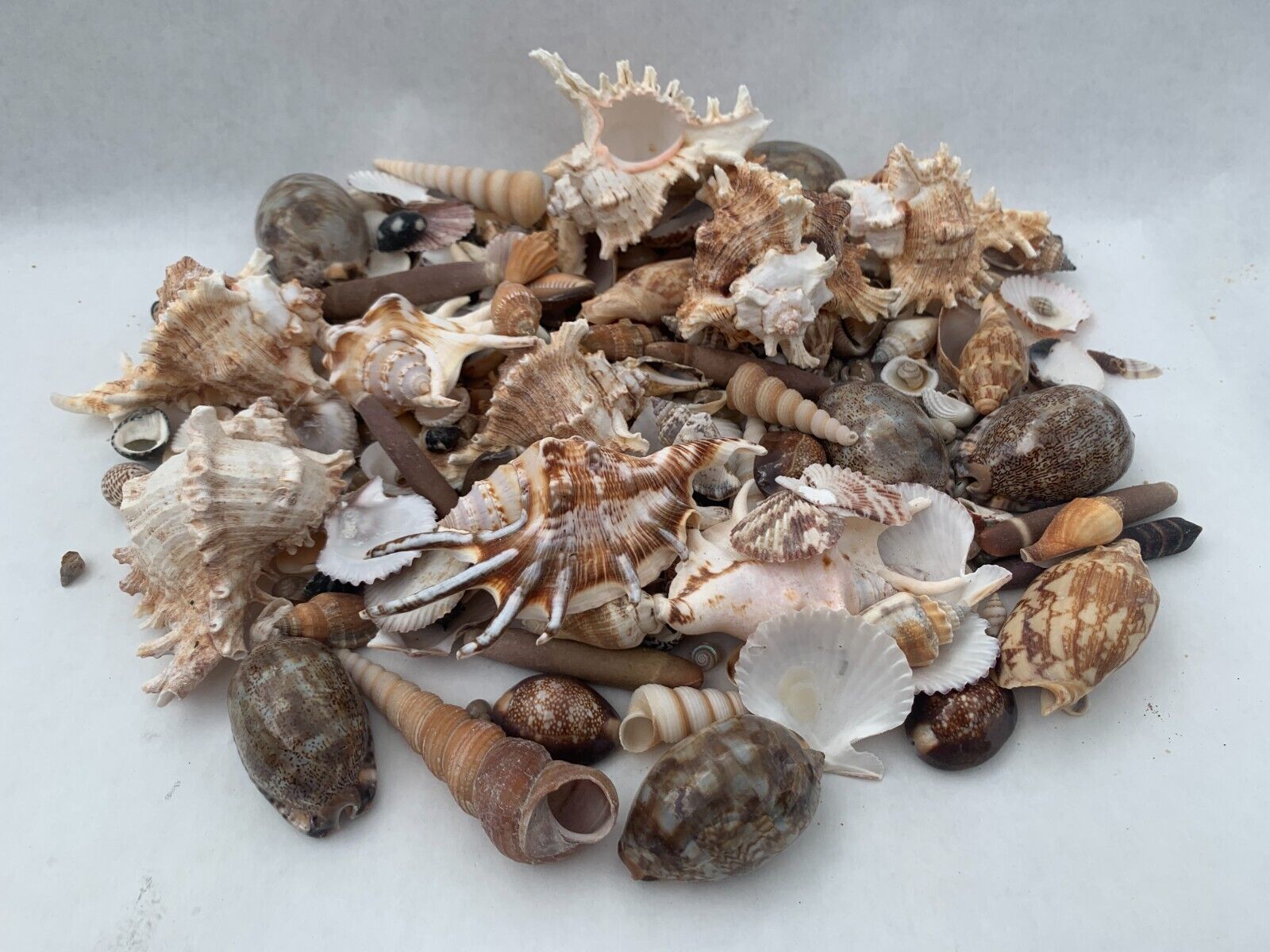 Beautiful Seashells Wedding and Crafting Decor Sea Shell Best Price 