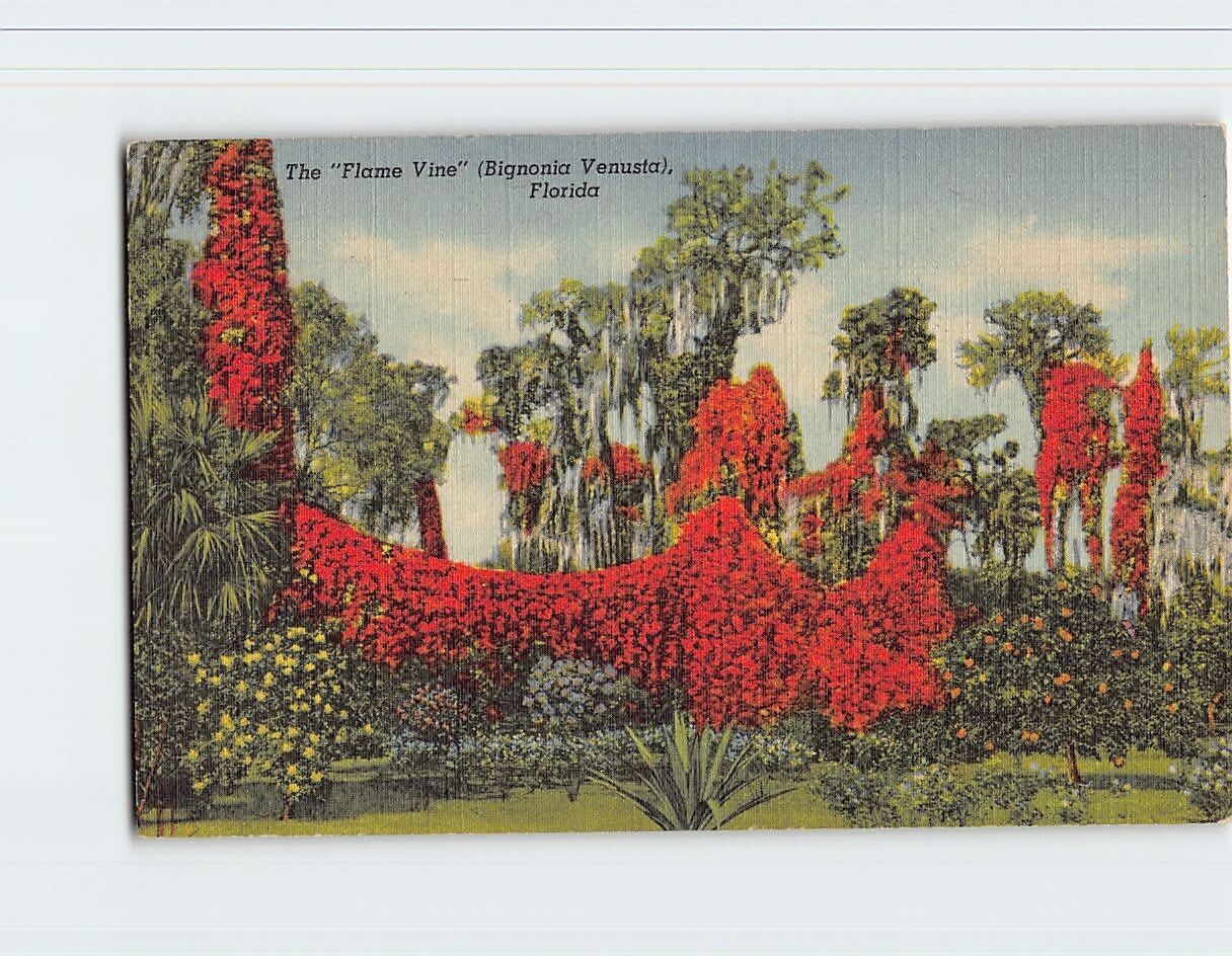 Postcard The Flame Vine Florida USA