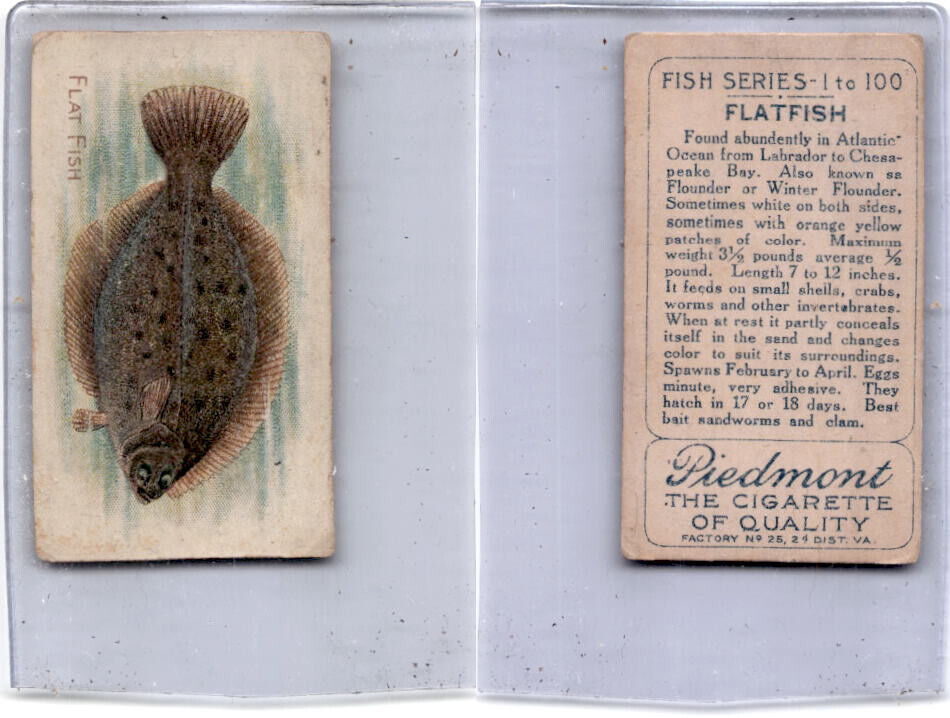 T58 American Tobacco, Fish, 1910, Flat Fish (A17)