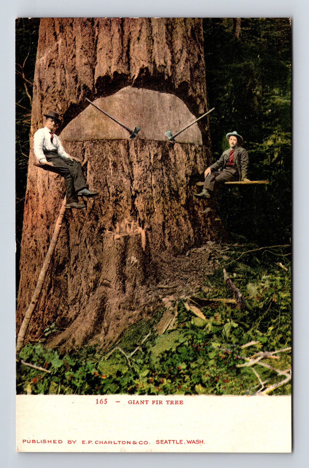 Lumberjack Loggers & Giant Fir Tree Seattle Washington WA EP Charlton Postcard