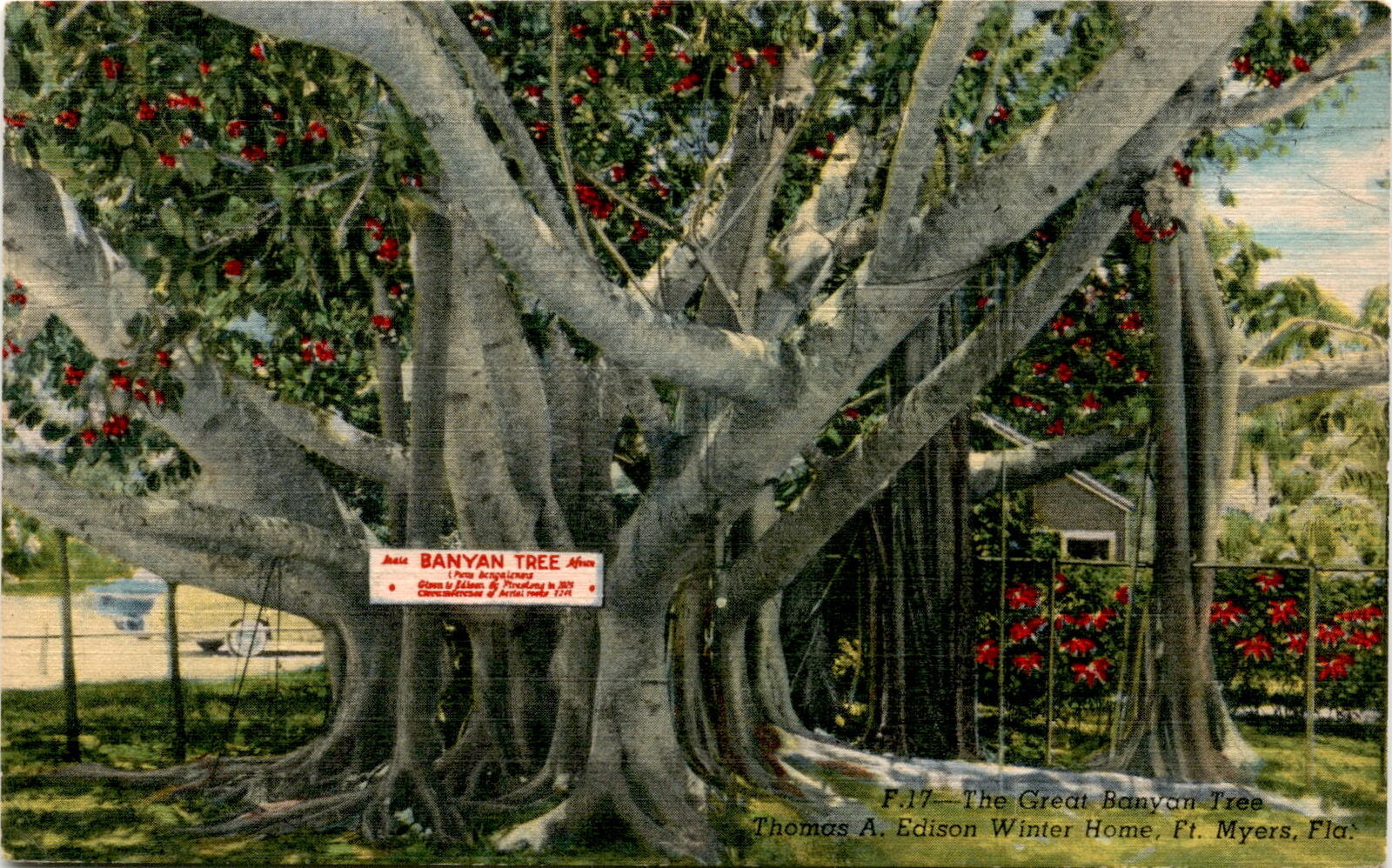 Postcard, Great Banyan Tree, Thomas A. Edison, Winter Home, Fort Postcard