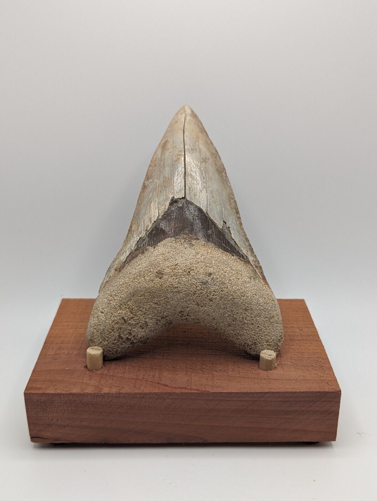 Megalodon Shark Tooth Fossil HUGE 4.70\