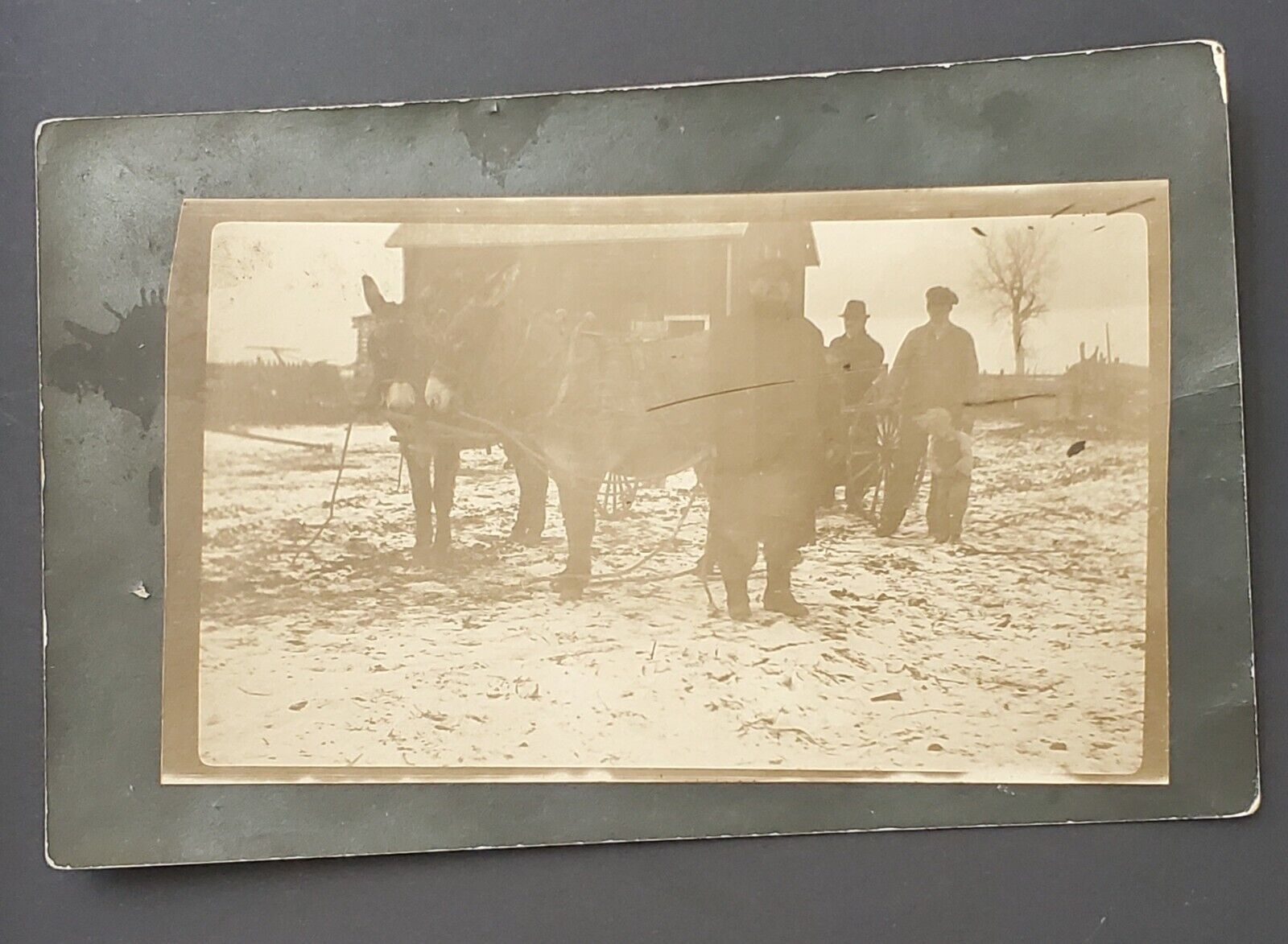 RPPC three Men A Boy and two Mules Snow on Ground Barn Unposted Unidentifiable