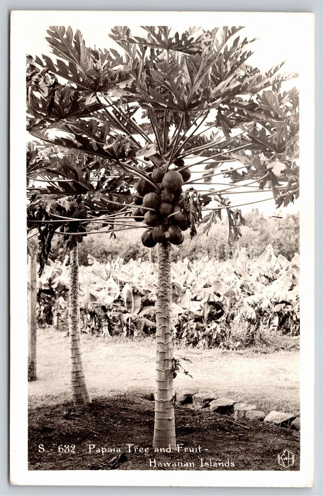 Hawaiian Islands~Papaia Tree Ripe With Fruit~Real Photo Postcard~1947 RPPC