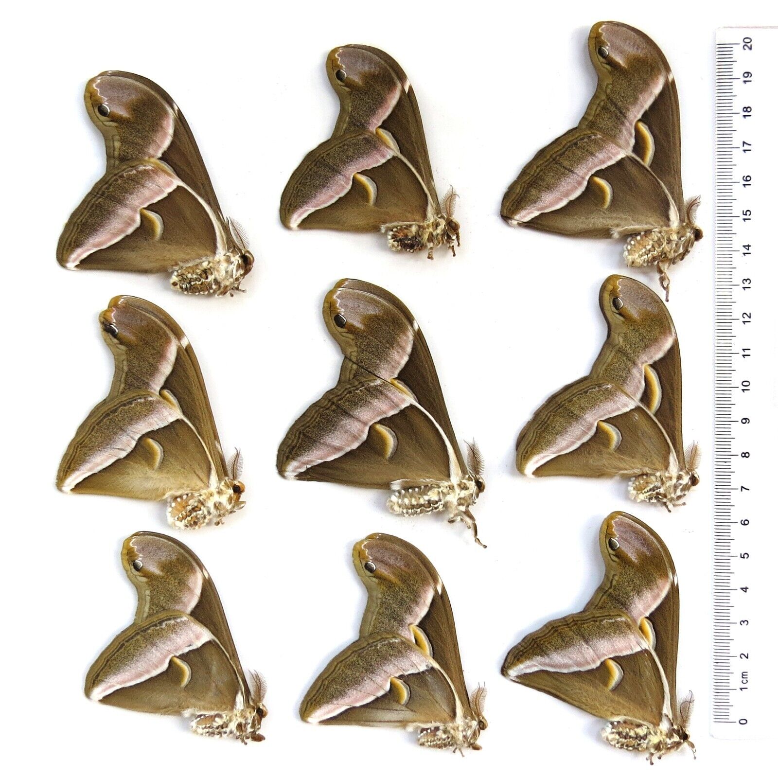 9 pcs unmounted real insect butterfly / silkworm moth Philosamia cynthia #T2