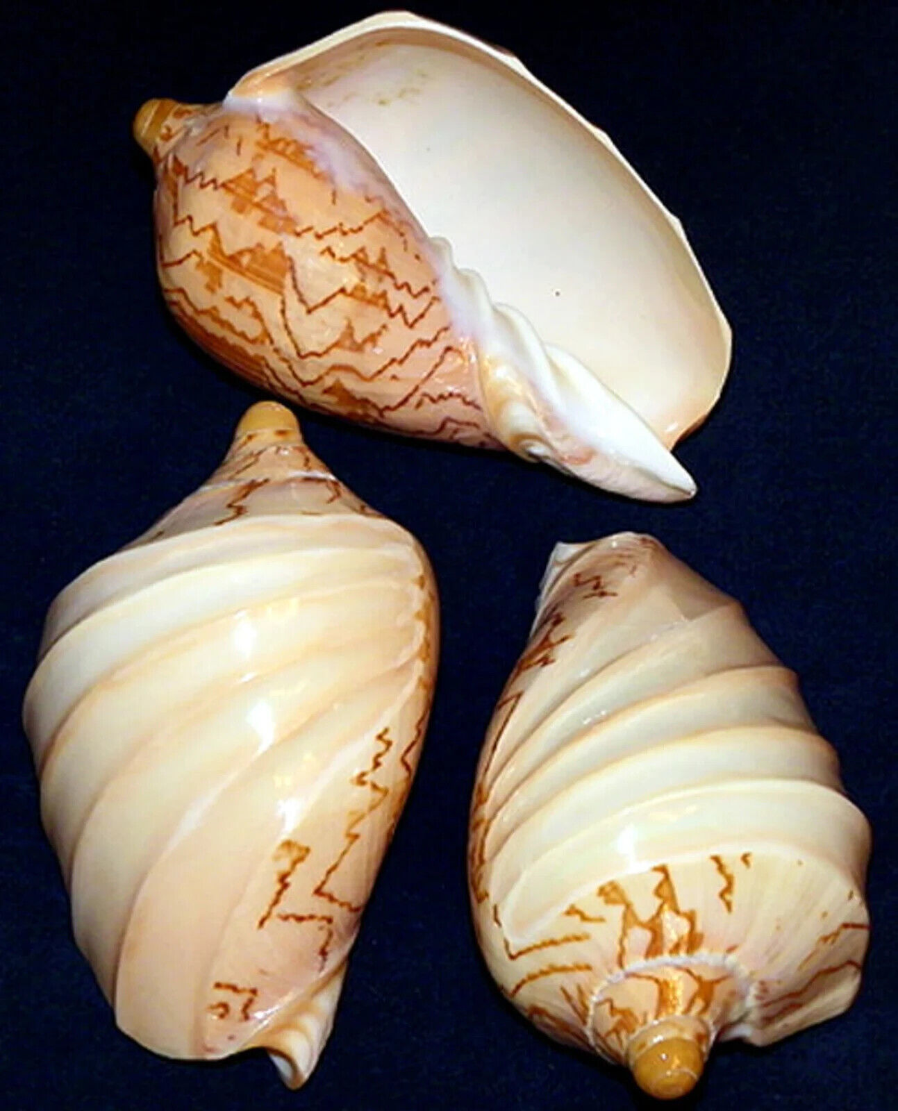 Nobilis Voluta~ Noble Volute~Carved Banded Polished Seashell 4\