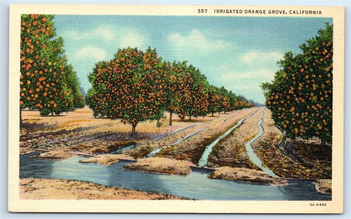 Postcard Irrigated Orange Grove, California linen G120