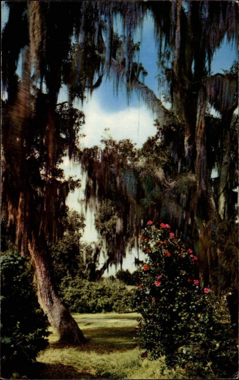 Florida Live Oaks and Camillias ~ postcard sku267
