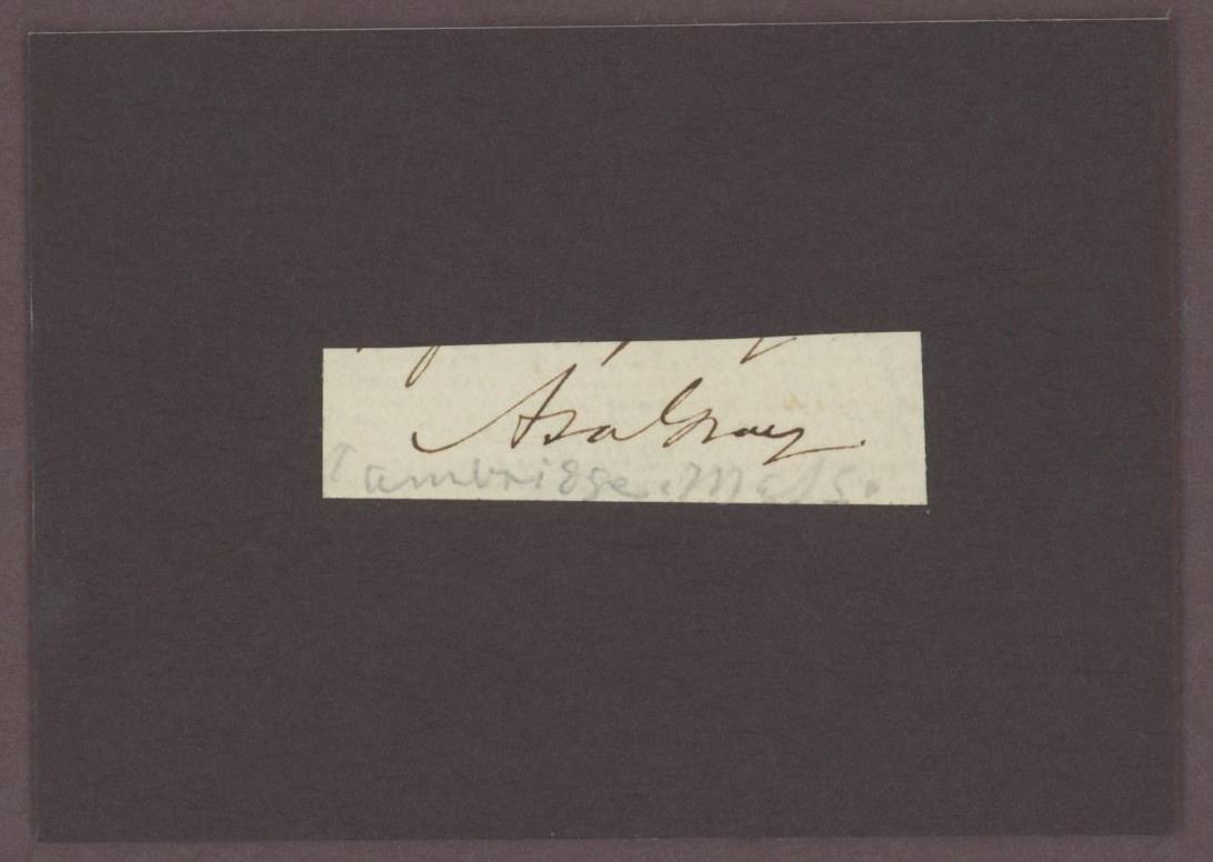 ASA GRAY (1810-1888) autograph cut | Botanist - signed Darwiniana