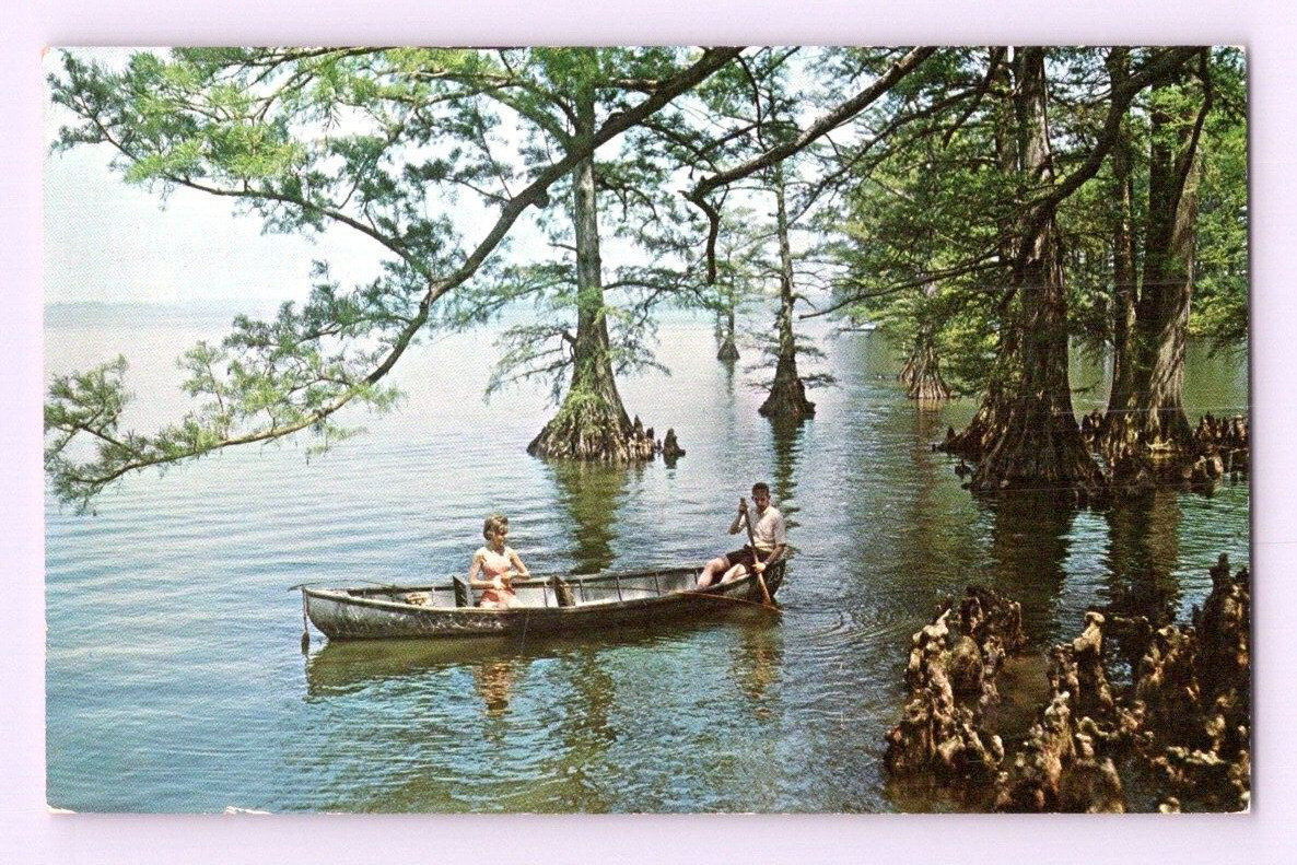 1960'S. SHORELINE SHOWING CYPRESS TREES, REELFOOT LAKE. TENN. POSTCARD HH21