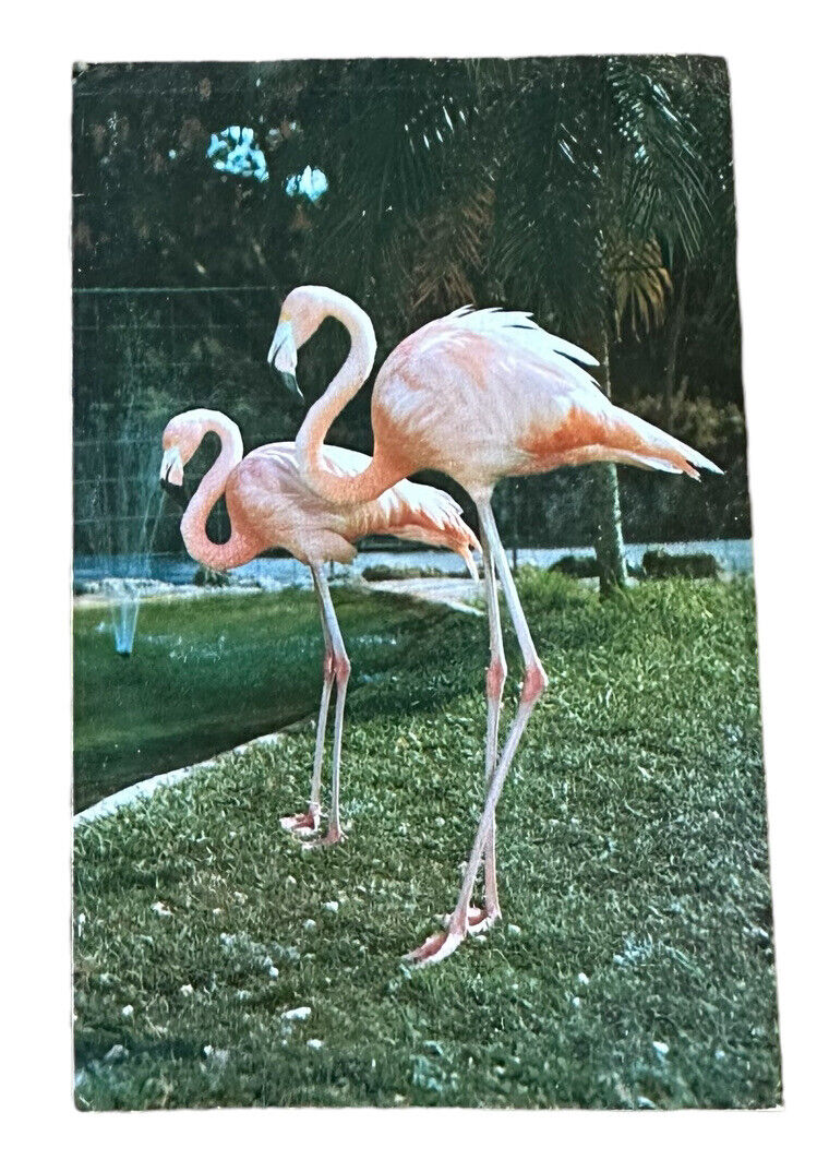 Florida Flamingo Miami FL Postcard Parrot Jungle Unposted