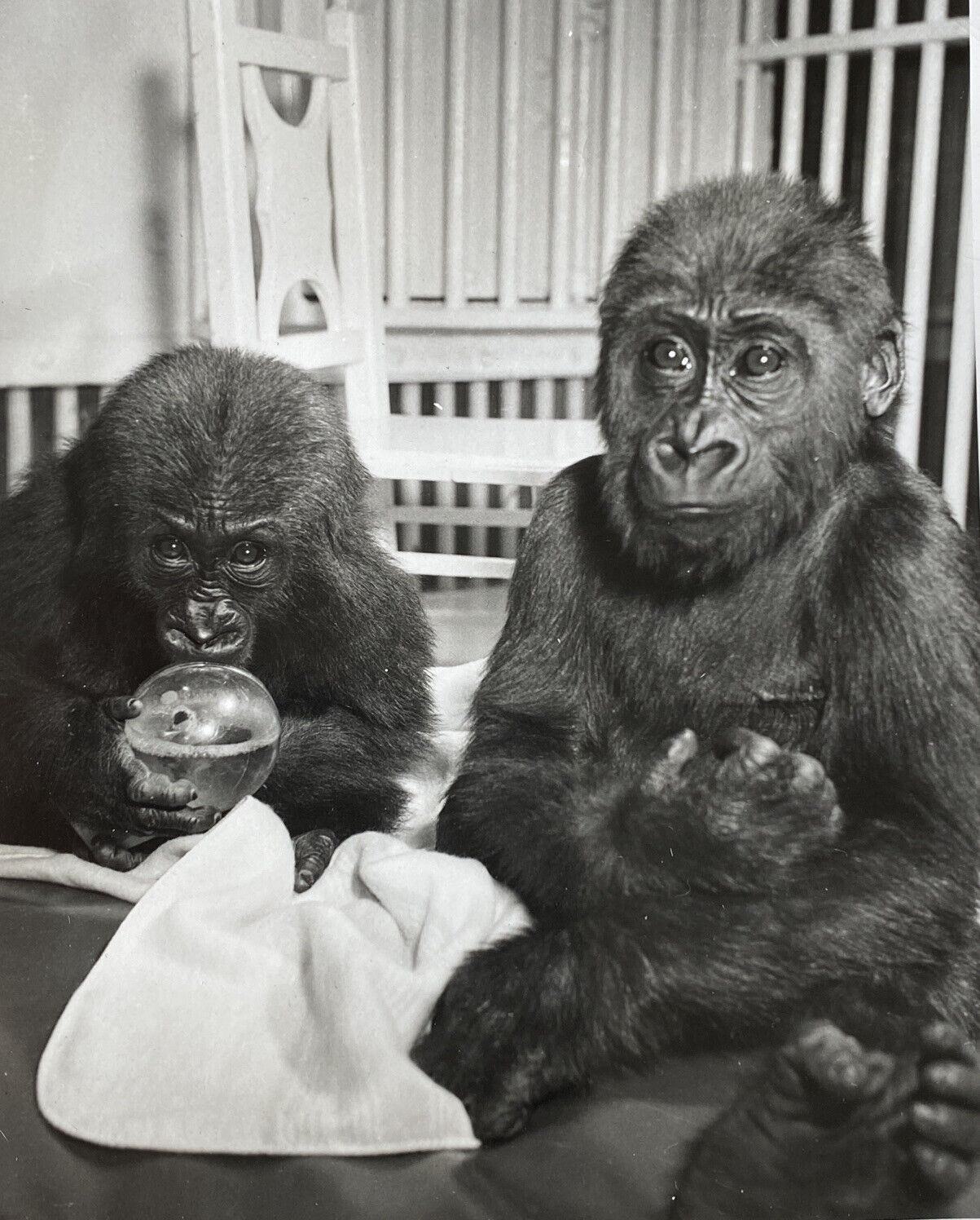 Circus Baby Gorillas Performer Vintage Snapshot Photo by Eileen Darby